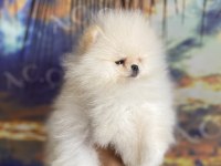 Irk ve sağlık garantili teacup pomeranian