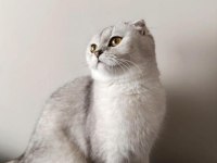 Scottish fold prenses evimizin