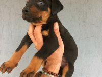A kalite doberman yavrular