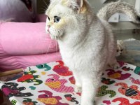 Şecereli dişi british shorthair by33