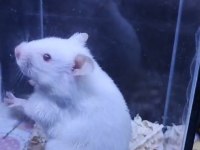 Yavru hamster