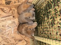 Hollanda Lop Yavruları