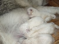 MAVİ GÖZLÜ SÜT BEYAZ ERKEK HUSKY SİBİRYA KURTLARI