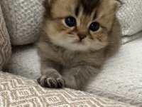 Dişi Golden British Shorthair Bebekler