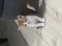 4 yavru kediye yuva arıyorum
