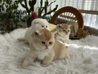 Safkan kaliteli golden yavrular (british ve scottish fold)