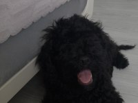 Siyah 2 numara erkek poodle
