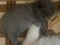 1,5 AYLIK BRITISH KEDİLERİMİZ GRİ VE BEYAZ