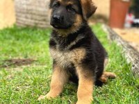 Alman çoban köpeği (alman kurdu)