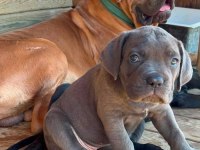 60 günlük A kalite cane corso bebek