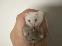 Gonzales hamster
