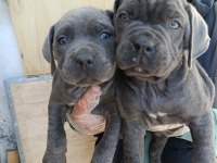 Orjinal blue cane corso italiano