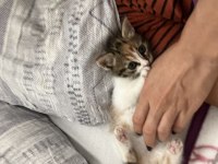Dünya tatlısı ilgi arsızı güzel tekir kızımız