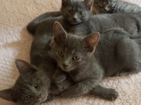 60 Günlük Russian Blue