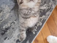 2 aylık dişi ve erkek scottish fold yavrularım