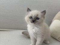 Safkan Scrli Anne-Babadan Ragdoll Yavrular