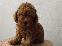 Red Brown poodle yavrularim ev üretimi