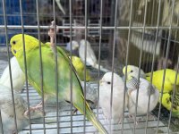 BEBEK MUHABBET KUŞUMUZ YENİ YEME DÜŞMÜŞ