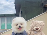 Gülen surat Pomerian booo bebekler 