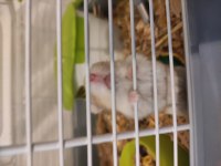 Yavru ve yetişkin gonzales hamster