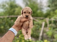 Maltipoo bebeklerimiz