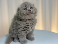 Irk Ve Sağlık Garantili Scottish Fold Yavru