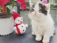 Exotic shorthair bebişler