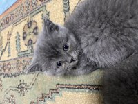 60 günlük british shorthair yavrular