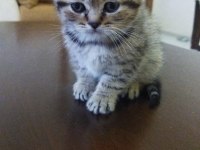 BRİTİSH SHORTHAİR YAVRU KEDİMİZ