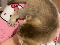 45 günlük dişi scottish fold yavrum