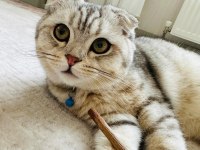 Dünyalar yakışıklısı erkek scottish fold