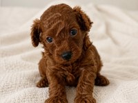 Toy Poodle Erkek