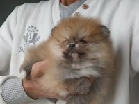Orijinal Pomeranian Boo Köpeğimiz