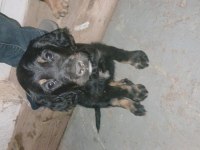 2 adet dişi yavru köpeğimiz