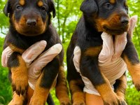 Doberman yavrularımız
