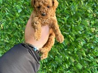 Irk ve sağlık garantili poodle