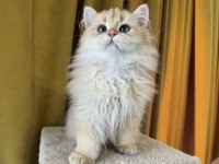 Çok yakışıklı british longhair kedimiz