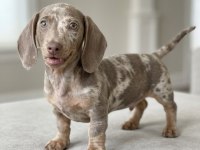 Göz Kamaştıran Güzellikte İsabel Merle Dachshund Yavru