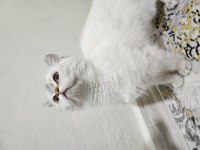 6 - 11 aylık arası blue point british shorthair