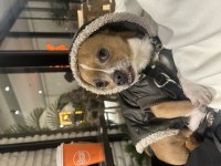 Chihuahua kırması