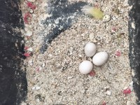 Sürekli Yumurtlayan Anaç Takım Papağanımız