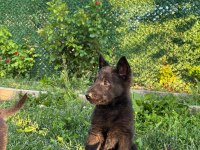 Solid Black Ve Bicolor Alman Kurdu Yavruları
