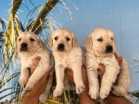 Baby Face Golden Retriever Yavruları