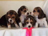 TOPAÇ GİBİ BEAGLE YAVRULAR