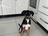 Rus finosu ve rottweiler kırması yavru