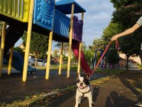 Oğlumuza eşleştirmeye güzel köpek lazım