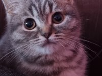 Bir dişi ve bir erkek british shorthair yavrum