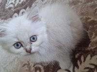 Orijinal British Longhair Anne Babadan Maviş Yavru