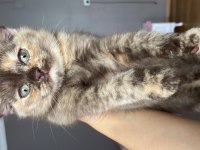 Scottish fold kırık kulak