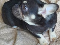 Show kalitede lilacandtan Chocotan FRENCH Bulldog yavruları